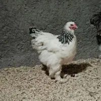 مرغ خروس برهما لایت