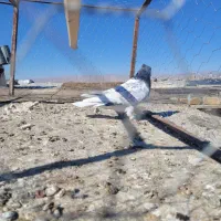 یک جفت کله سبز|پرنده|تربت‌حیدریه, حسنی بالا|دیوار