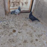 کفتر 2