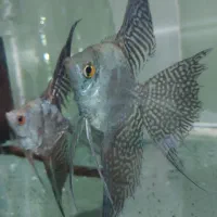 انواع ماهی آکواریوم.کلی جزیی