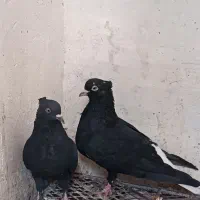 کبوتر نر و ماده دم سفید|پرنده|داراب, |دیوار