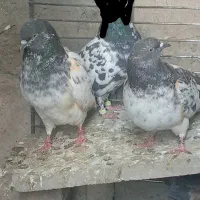 کبوتر. با جوجه