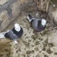 کبوتر پرشی جفتی