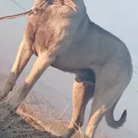 واگذاری سرابی ۲۶ماهه