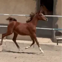 مادیان عرب خالص ایرانی(شویی) مدرکدار|اسب و تجهیزات اسب‌سواری|تهران, شهرک ولیعصر شمالی|دیوار
