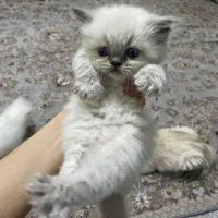 گربه|گربه|بجنورد, |دیوار