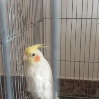 فروش جوجه عروس هلندی|پرنده|محلات, |دیوار