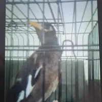 مرغ مینا خانگی گم شده