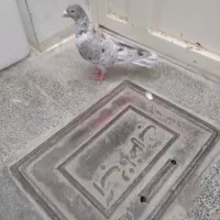 کبوتر