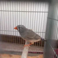 فنج|پرنده|مشکین‌دشت, |دیوار