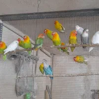 طوطی برزیلی سرلاکی و جوجه دون خور و نروماده|پرنده|ساوه, |دیوار