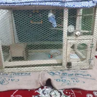 قفس مخصوص عروس هلندی و کوتوله و مرغ عشق