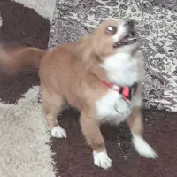 گمشده‌۵روز