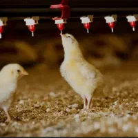 نیروی کار آقا