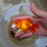 ماهی سایز ۴ اینچ|ماهی|ساوه, |دیوار