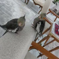 پرنده فوق العاده رام و دستی