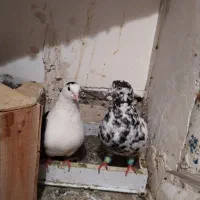 کفتر سار     پشت.     یک جوجه طوقی