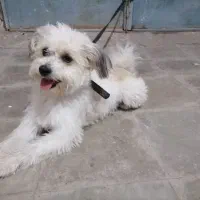 واگذاری سگ پشمالو یا معاوضه