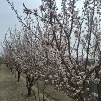 باغ900متری-اصفهانی-نشین-اسفهران-خوش-موقعیت