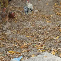 خورس چهل تاج گلین لری اصل 5ماه|حیوانات مزرعه|شهریار, یوسف آباد صیرفی|دیوار