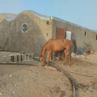 اسب|اسب و تجهیزات اسبسواری|کمیجان, |دیوار