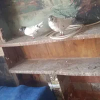 کفتر|پرنده|اسلام‌‌آباد غرب, |دیوار