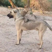 گمشده در کشاورز|حیوانات|کشاورز, |دیوار