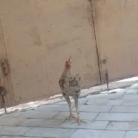 مرغ|حیوانات مزرعه|زابل, |دیوار