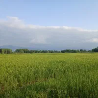 زمین مسکونی با موقعیت و قیمت عالی