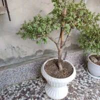 بونسای کراسولا خرفه ای