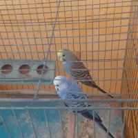 مرغ عشق|پرنده|گنبد کاووس, |دیوار