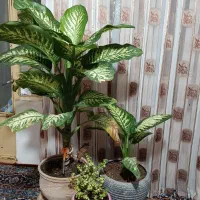 گل دیفن باخیا