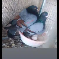 یکی جفت جوجه گم شده