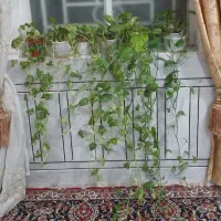 فروش گل