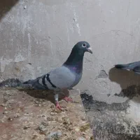 جوجه سبز پلاکی مسافتی|پرنده|مشهد, کارمندان دوم|دیوار