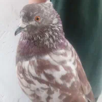 کبوتر خوب سالم وسلامت