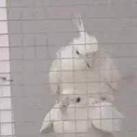 عروس جفت