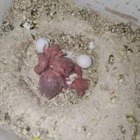 فروش تعدادی مرغ عشق مولد تخم گذار