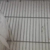عروس هلندی|پرنده|بندر ماهشهر, |دیوار
