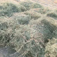 بیده فروشی