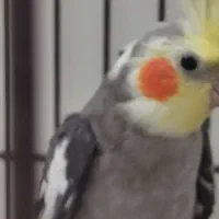 عروس نرو ماده مولد|پرنده|قم, شهدا|دیوار