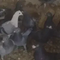 ۱۲تا المانی