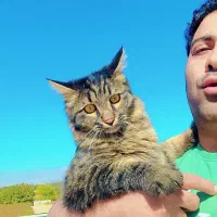 دوعددگربه خونگی خوشگل بازی گوش