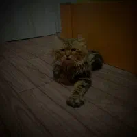 گربه پرشین|گربه|کرج, گلدشت|دیوار