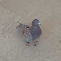 فروش کبوتر سرور