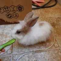 خرگوش لوپ تمیز