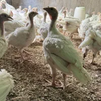 نیمچه جوجه بوقلمون بیوتی ۳۵ روزه