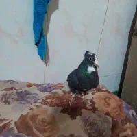 ماده میناکاکل