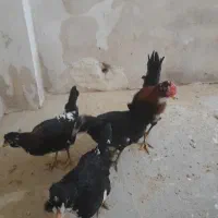 یک خروس و ۳تا مرغ تخم گذار گلین لری مدل پنگوئنی|حیوانات مزرعه|قائم‌شهر, |دیوار