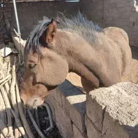 اسب درهشوری ۳ ساله